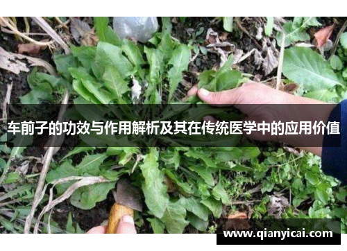 车前子的功效与作用解析及其在传统医学中的应用价值